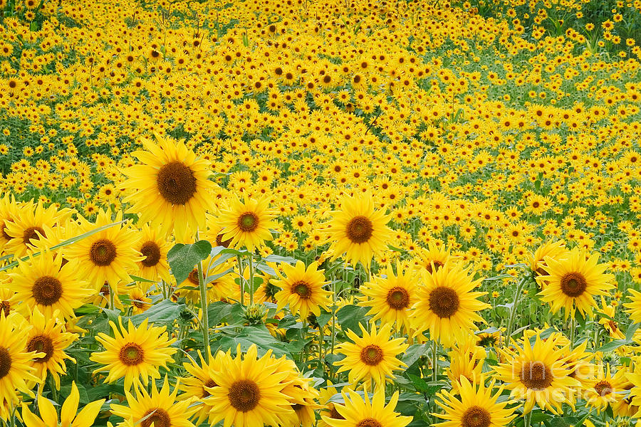 Field Of Sunflowers Helianthus Sp #2 Photograph by David Davis