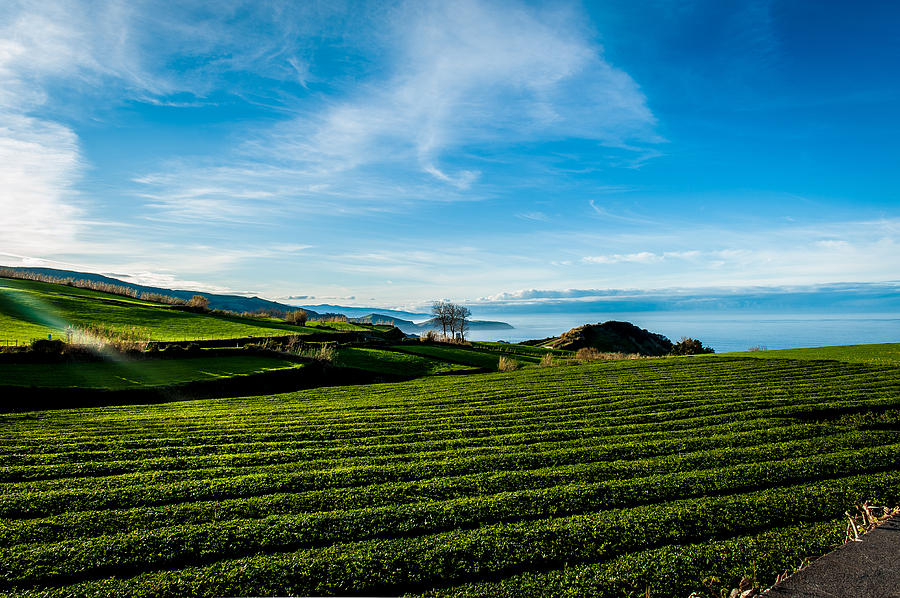 Field of Tea #2 Photograph by Joseph Amaral