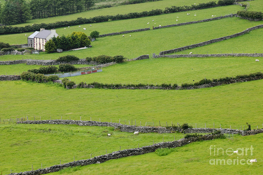 Fields With Stone Fences, Ireland #2 Photograph by John Shaw