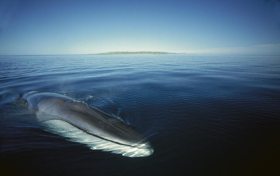 Fin Whale In Sea Of Cortez #2 Photograph by Tui De Roy