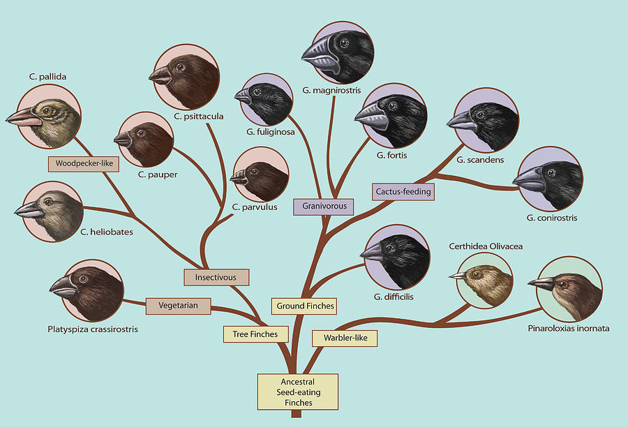 Finch Family Tree, Illustration #3 Photograph by Spencer Sutton