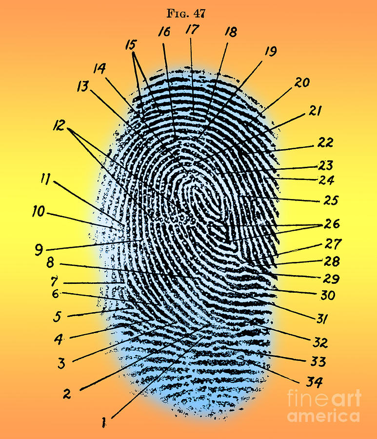 Fingerprint Diagram, 1940 #2 Photograph by Science Source