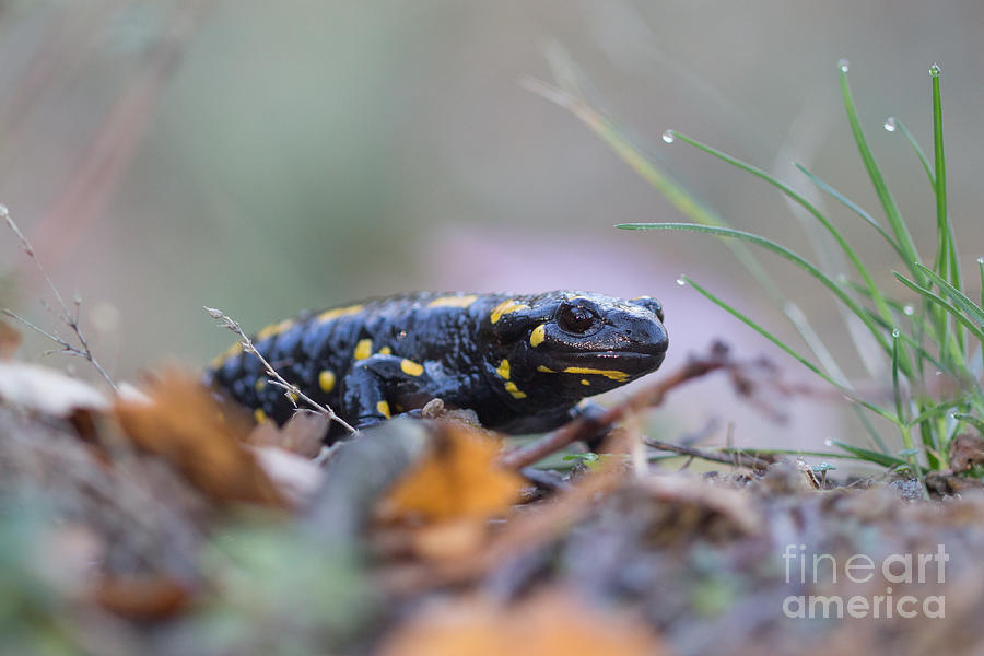 Animal Photograph - Fire Salamander - Salamandra salamandra #2 by Jivko Nakev