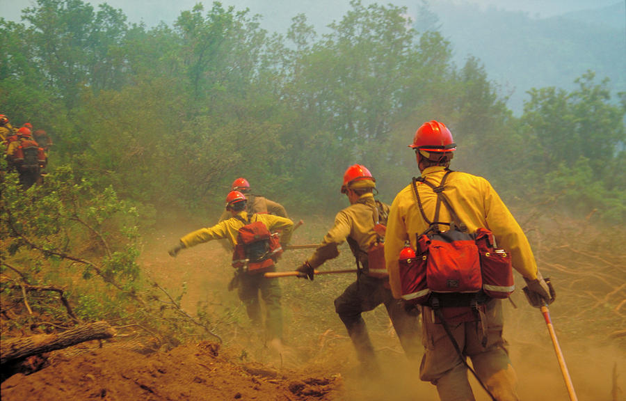 Tree Photograph - Firefighters #2 by Kari Greer/science Photo Library