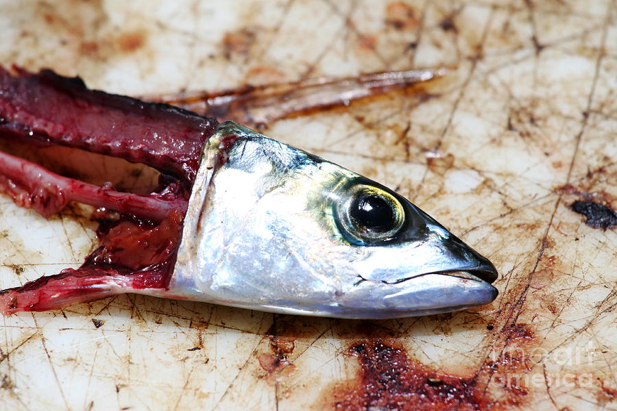 Fish bait #2 Photograph by Henrik Lehnerer