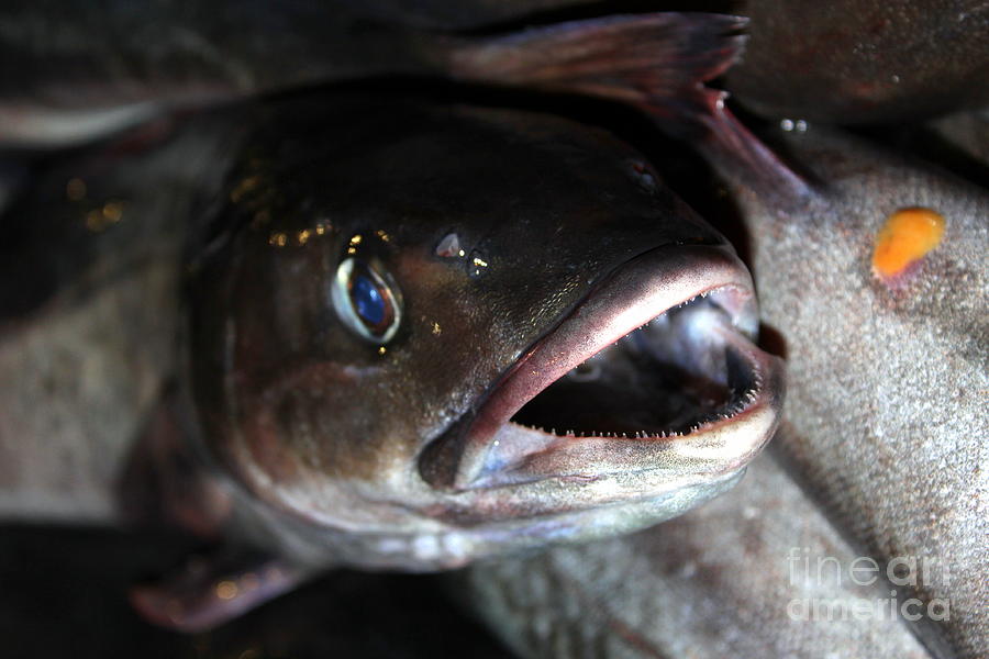 Fish Catch #2 Photograph by Henrik Lehnerer