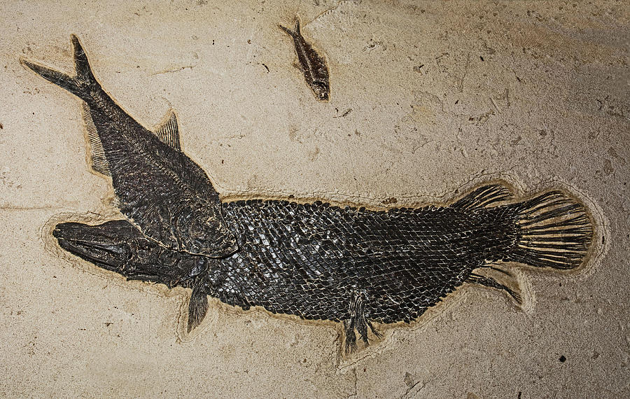 Fish Fossil From Green River Photograph by Millard H. Sharp | Pixels