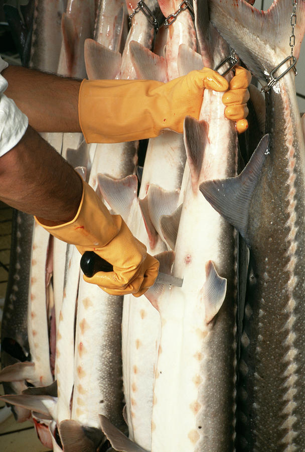 Fish Preparation #2 Photograph by Mauro Fermariello/science Photo Library