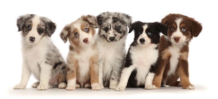 Five Miniature American Shepherd Puppies #2 Photograph by Mark Taylor
