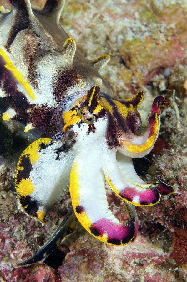 Flamboyant Cuttlefish #2 Photograph by Scubazoo/science Photo Library
