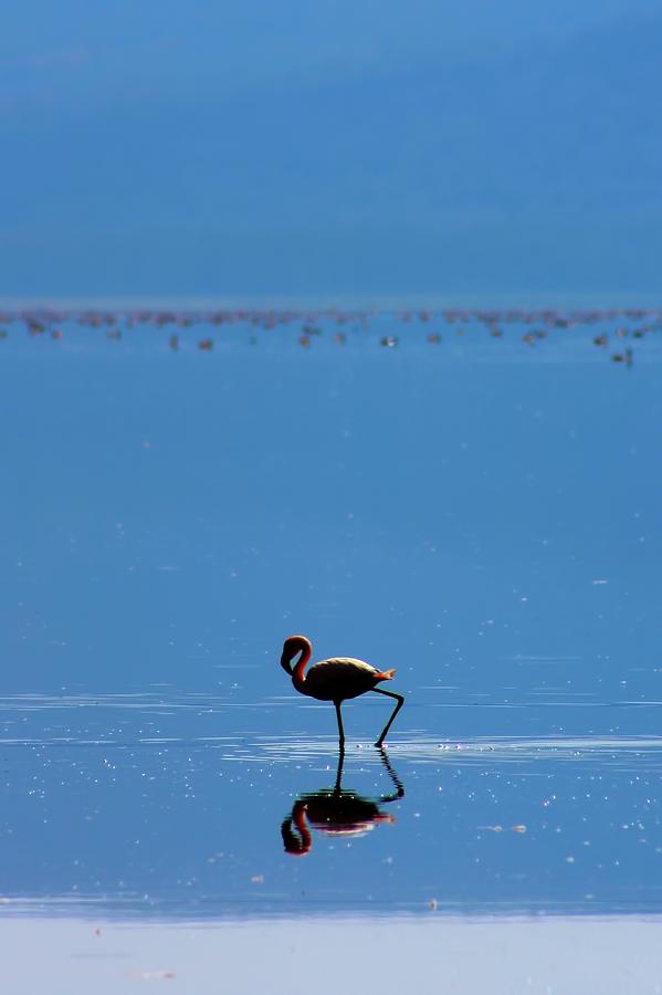 Flamingo #2 Photograph by Amanda Stadther