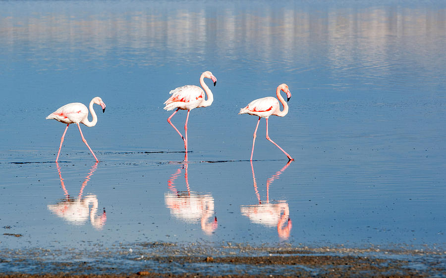 Flamingo Birds walking on a lake Photograph by Michalakis Ppalis
