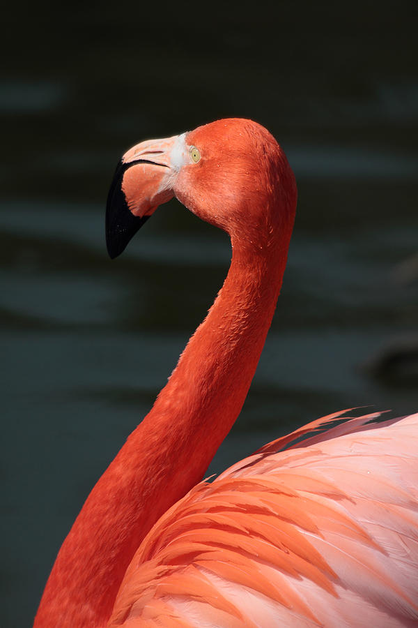 Flamingo #4 Photograph by Chris Smith