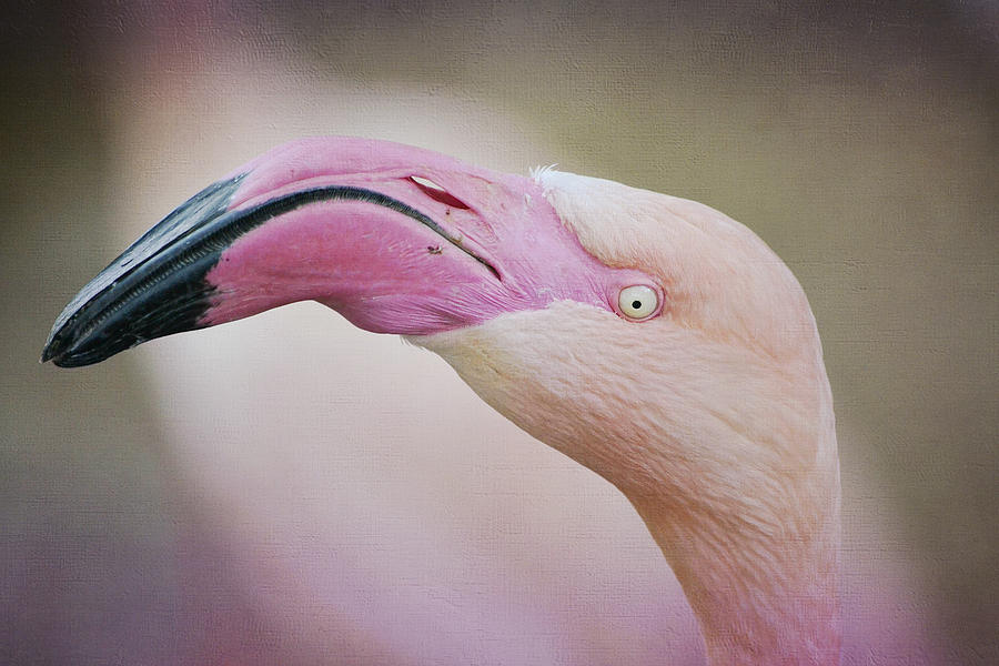 Flamingo Head #2 Photograph by Fraida Gutovich