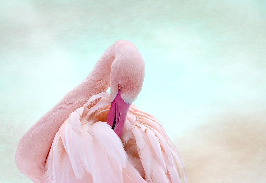 Flamingo #2 Photograph by Heike Hultsch