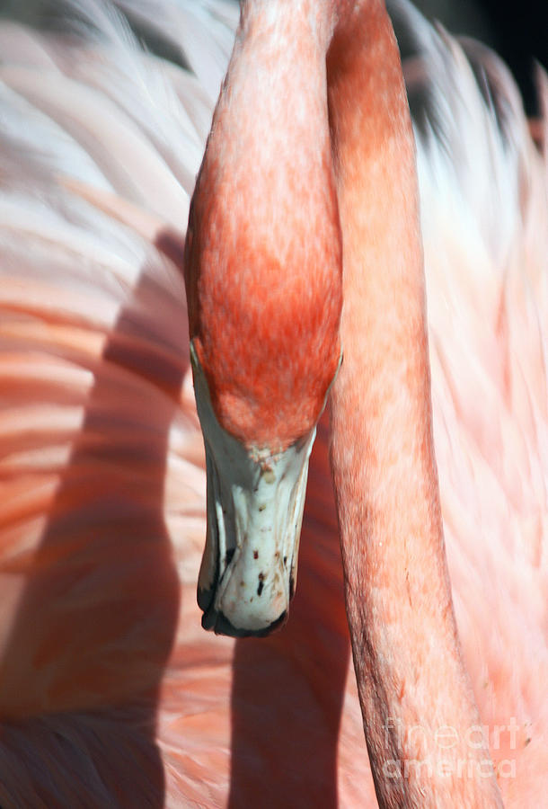 Flamingo #1 Photograph by Sheryl Unwin