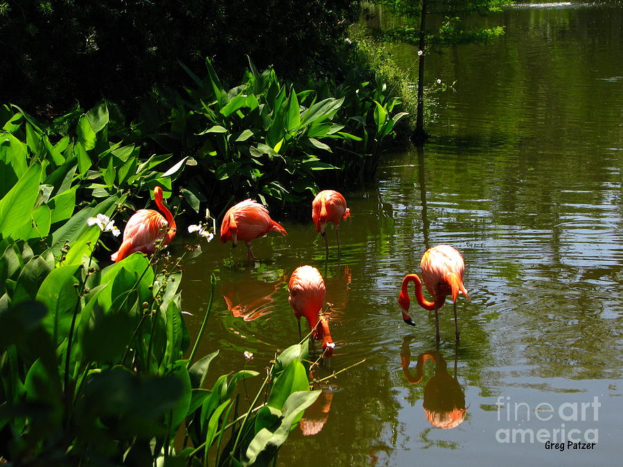 Nature Photograph - Flamingos #2 by Greg Patzer