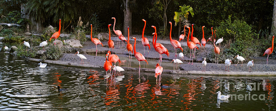 Flamingos #1 Photograph by Les Palenik