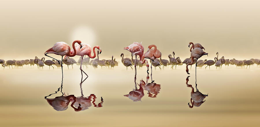 Flamingo Photograph - Flamingos by Nasser Osman