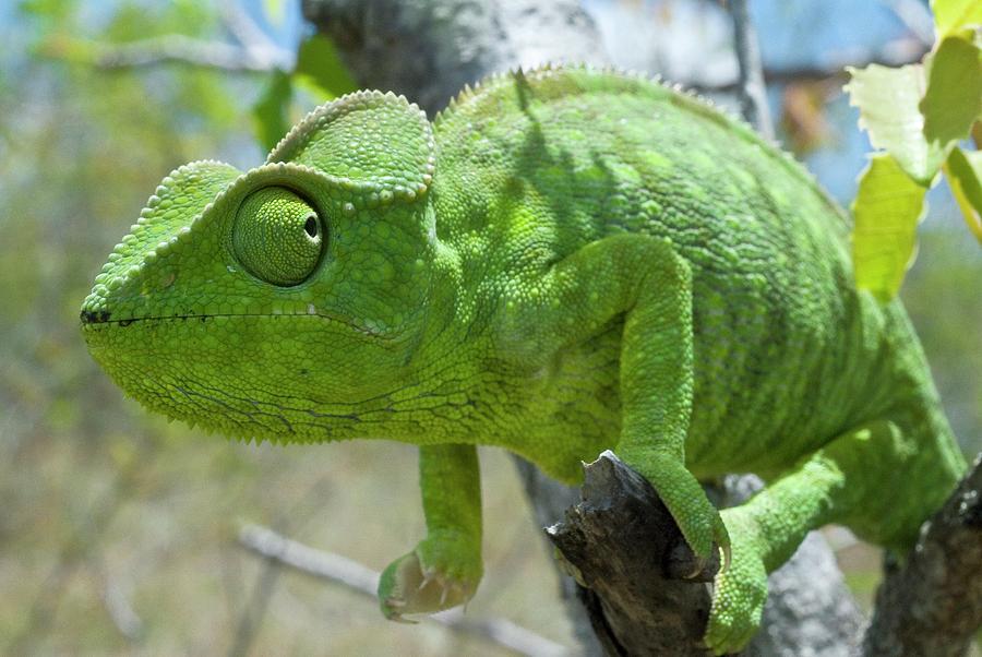 Flap-necked Chameleon In A Tree Photograph by Philippe Psaila/science