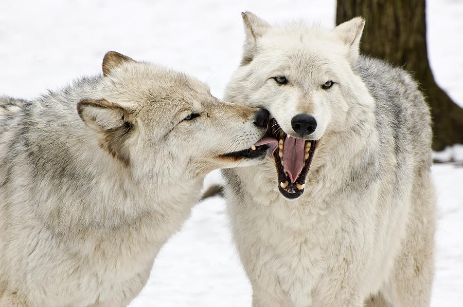 Flirting Wolves #2 Photograph by Gary Slawsky