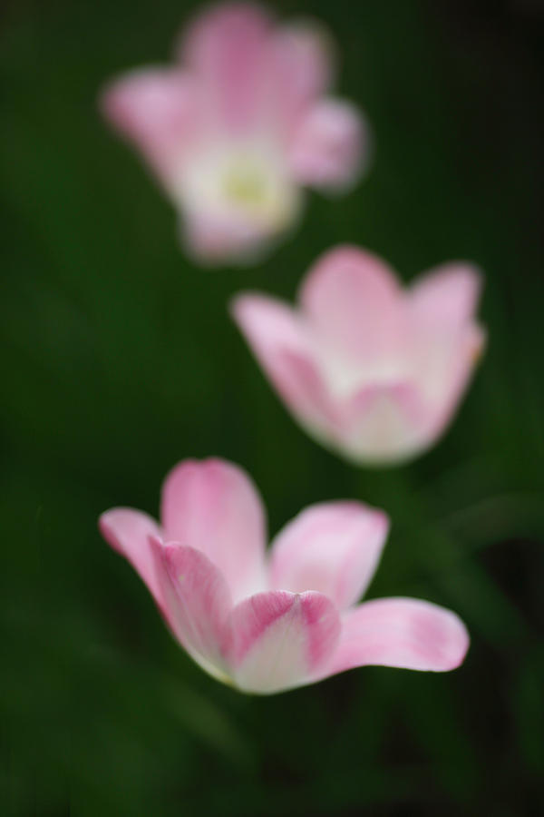 Tulip Photograph - Floaters #2 by Rebecca Cozart