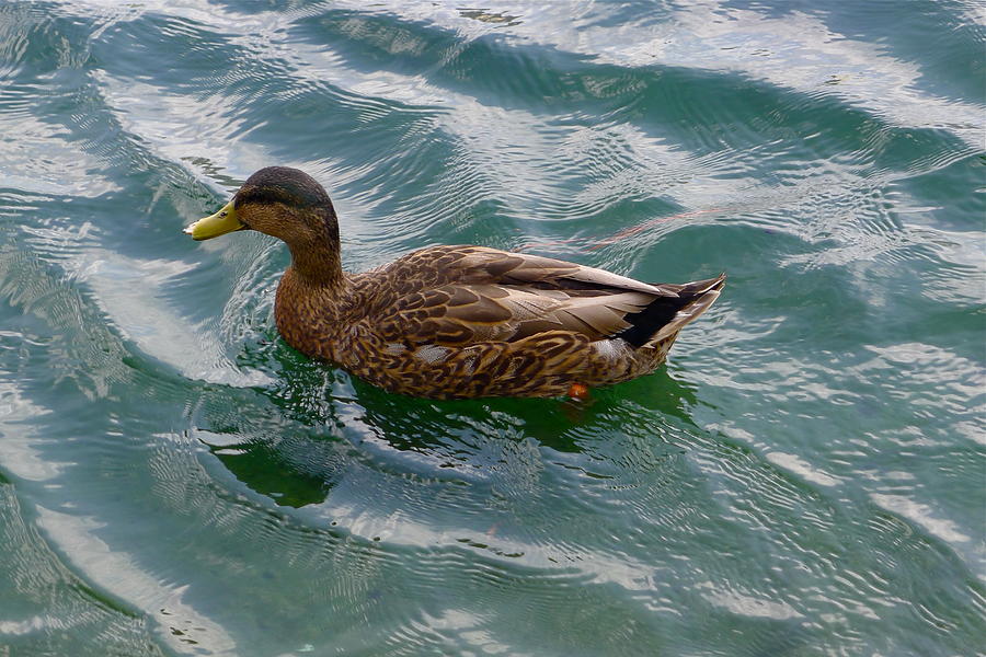 Floating Duck Photograph by Denise Mazzocco - Fine Art America