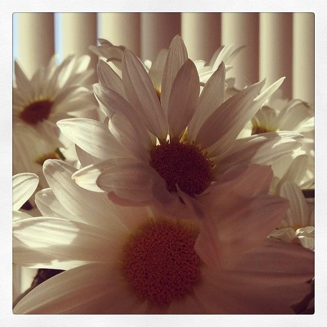 Flower Photograph - #floral #flowers #daisies #mv_floral #2 by Mike Valentine