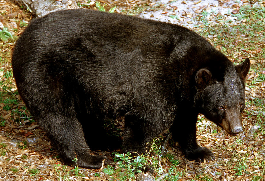 Florida Black Bear #2 Photograph by Millard H. Sharp