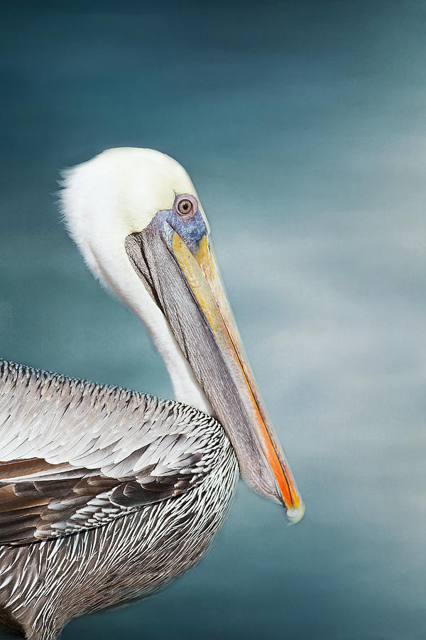 Pelican Photograph - Florida Brown Pelican  #3 by Kim Hojnacki
