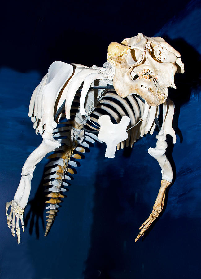 Florida Manatee Skeleton #3 Photograph by Millard H Sharp
