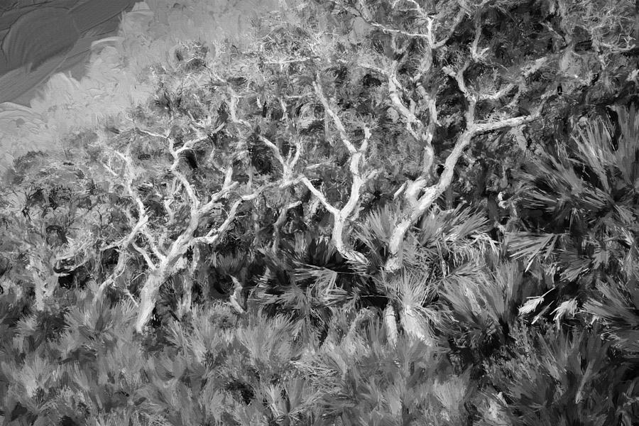 Florida Scrub Oaks Painted BW   #2 Photograph by Rich Franco