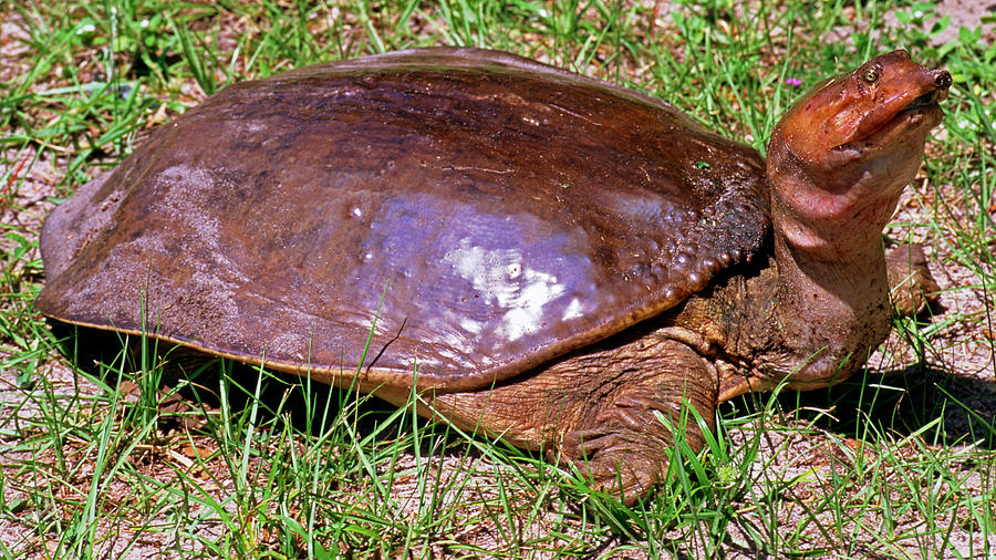 Florida Softshell Turtle Apalone Ferox #2 Photograph by Millard H. Sharp