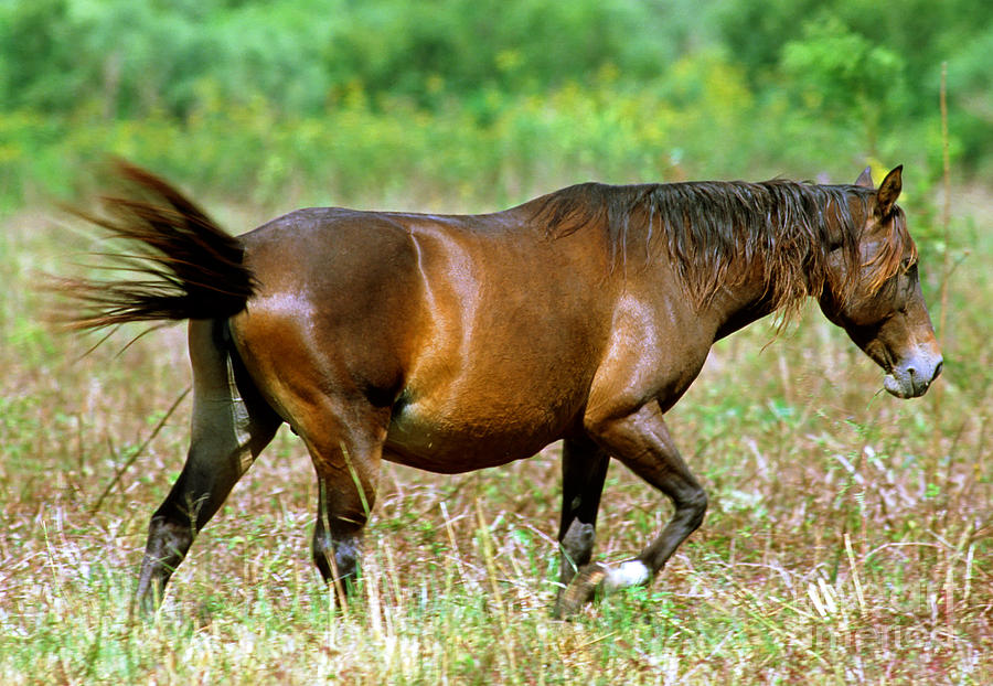 Horse Photograph - Florida Spanish Horse #2 by Millard H. Sharp