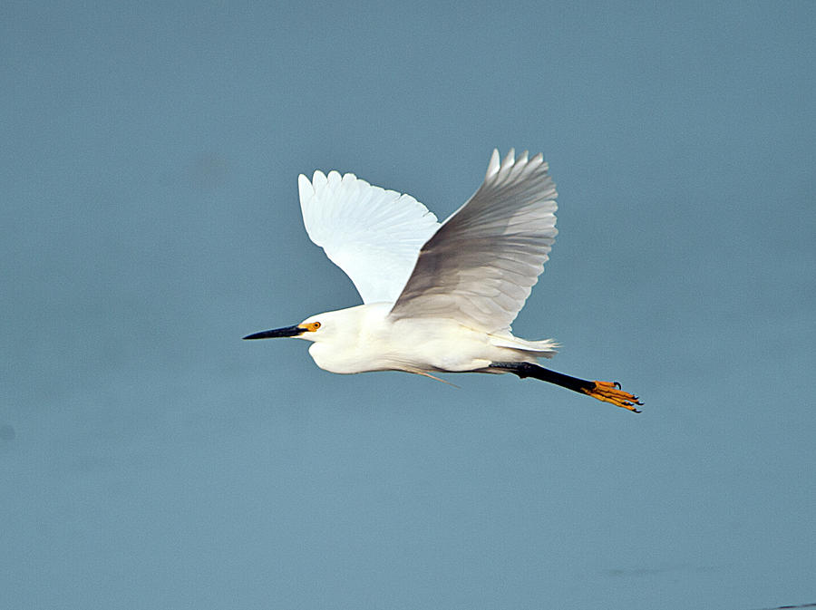 Florida, Venice, Snowy Egret Flying Photograph by Bernard Friel - Fine ...