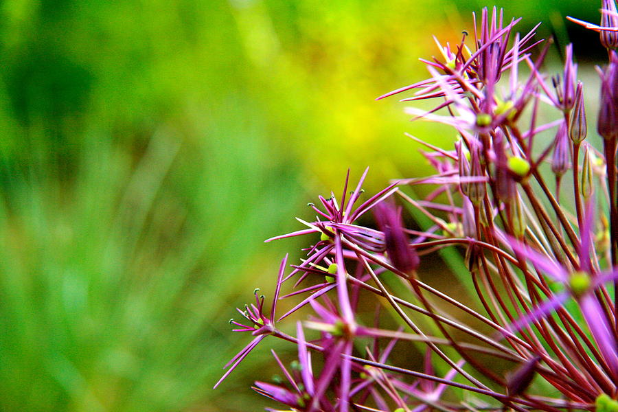 Flower Photograph by Cassidy Rice - Fine Art America