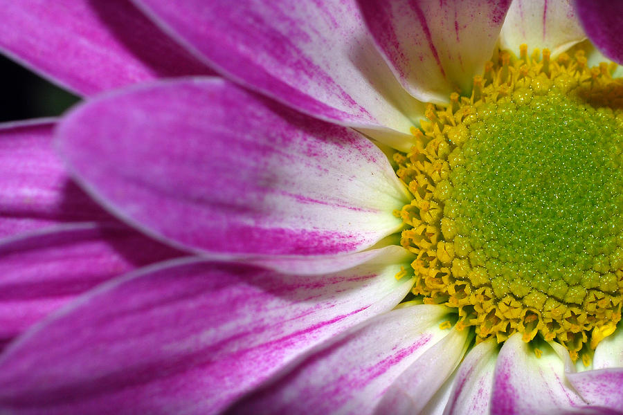 Flower Closeup #2 Photograph by Larah McElroy