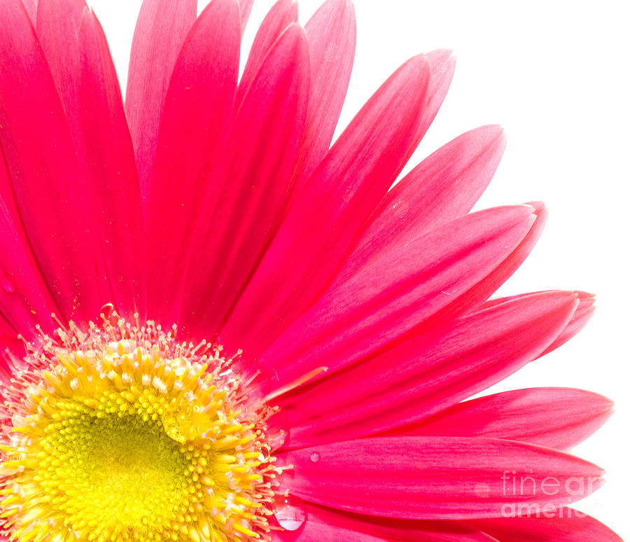 Flower Photograph - Flower closeup #2 by Michal Bednarek