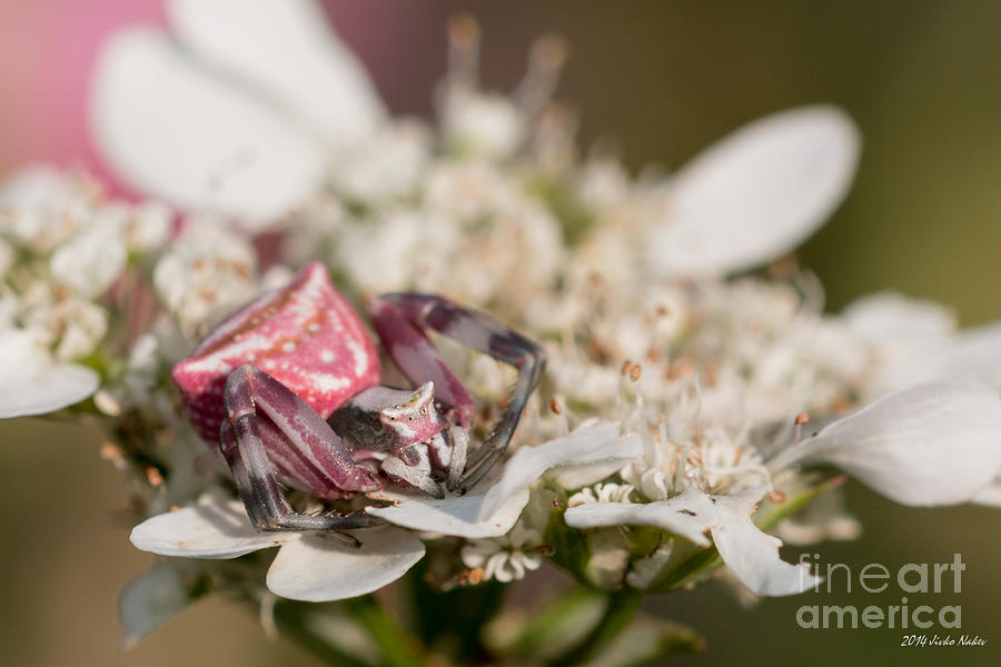 Flower Crab Spider #2 Photograph by Jivko Nakev