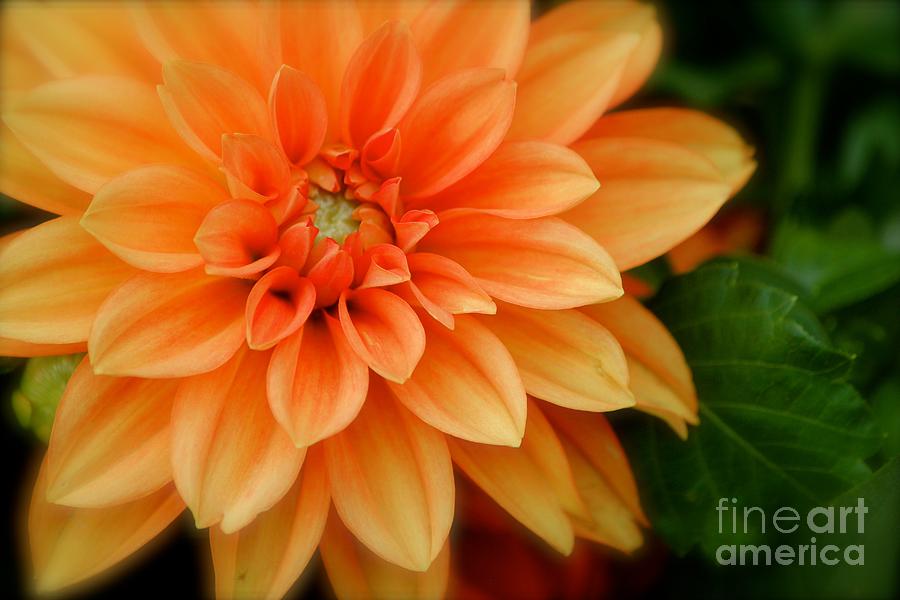 Flower Photograph by Deena Withycombe