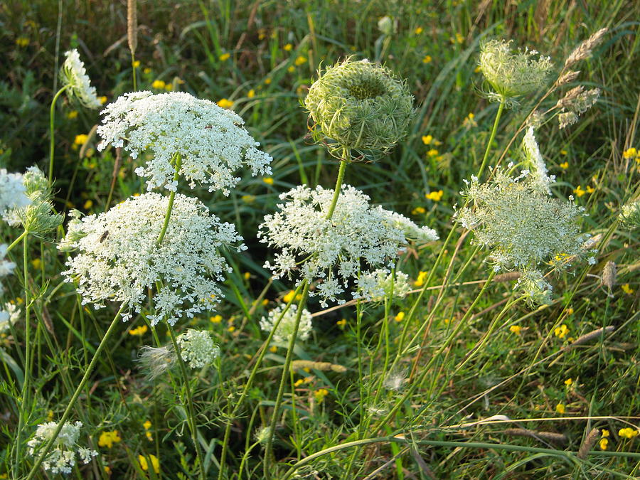 Flower Photograph by Olga Olga Fine Art America