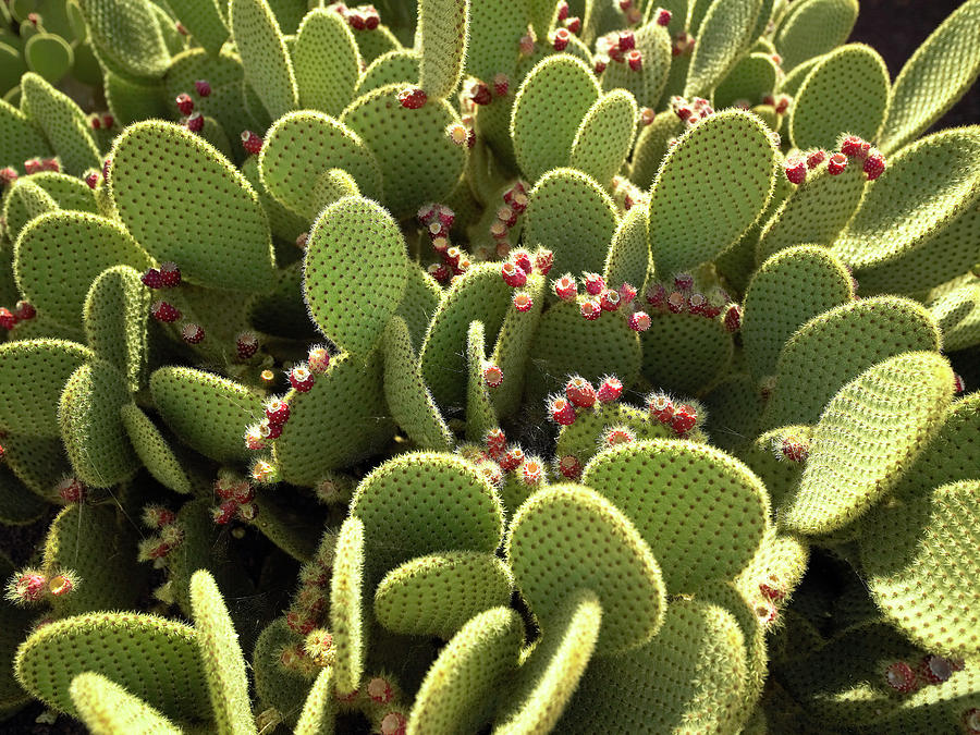 Flowering Cactus Plants Photograph by Steve Allen/science Photo Library ...