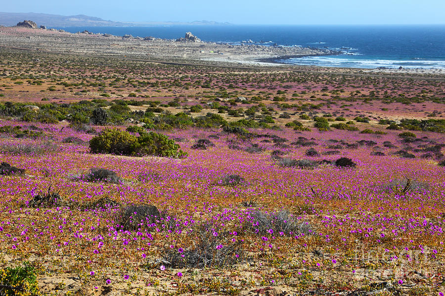 Flowering Desert in Chile Photograph by James Brunker