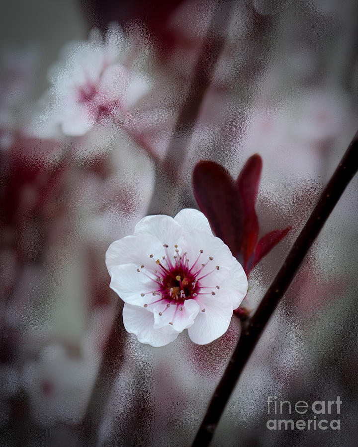 Flowering Plum #4 Photograph by Michael Arend