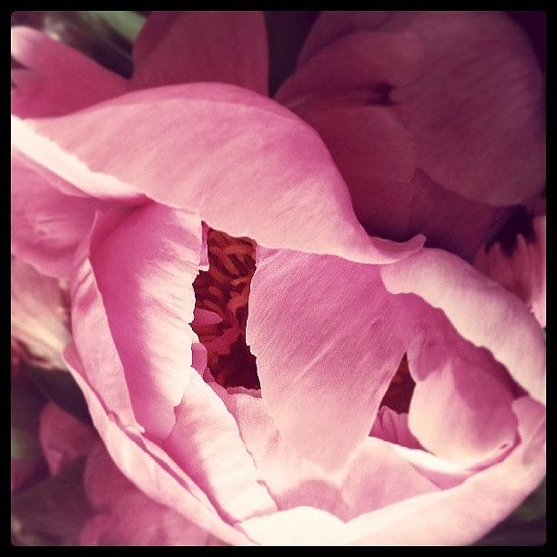 Nature Photograph - #flower#petals #nature #beautiful #love #2 by Jacqueline Schreiber