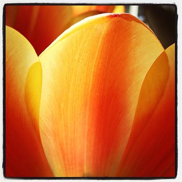 Flower Photograph - #flowers #flower #petal #petals #2 by Mike Valentine