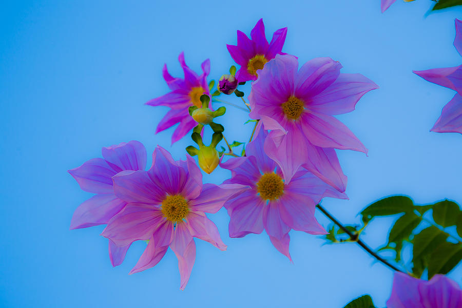 Flowers Photograph by Tommy Farnsworth