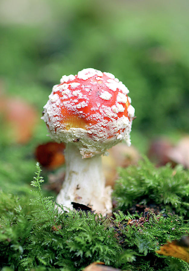 Nature Photograph - Fly Agaric Mushroom (amanita Muscaria) #2 by John Devries/science Photo Library