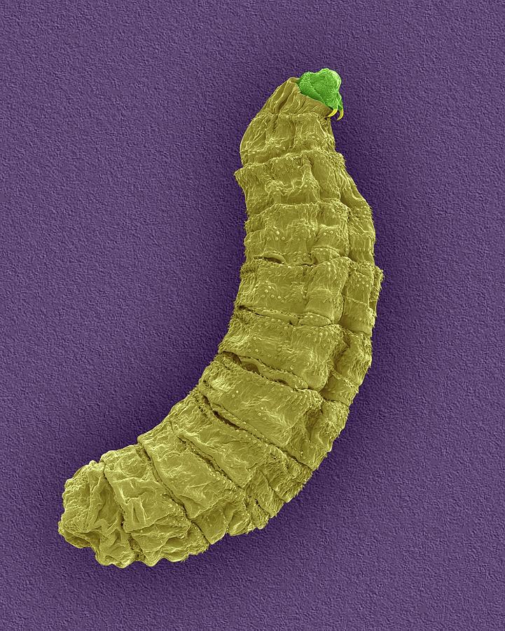 Fly Larva #2 Photograph by Dennis Kunkel Microscopy/science Photo Library