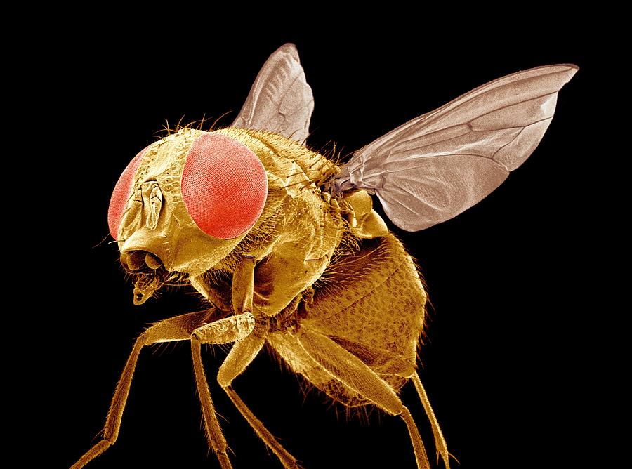Nature Photograph - Fly, SEM #2 by Science Photo Library